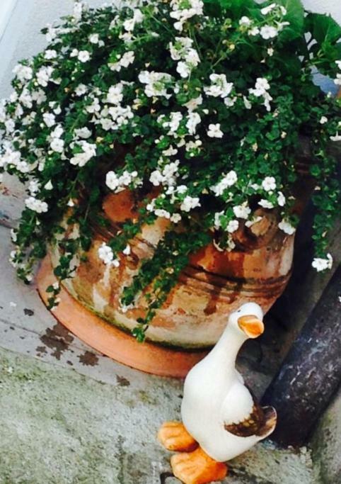 Apartament Papere E Tulipani Vicenza Zewnętrze zdjęcie